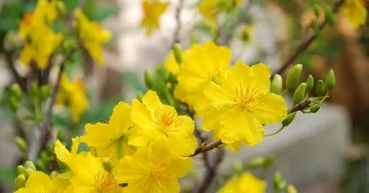CHỜ XUÂN