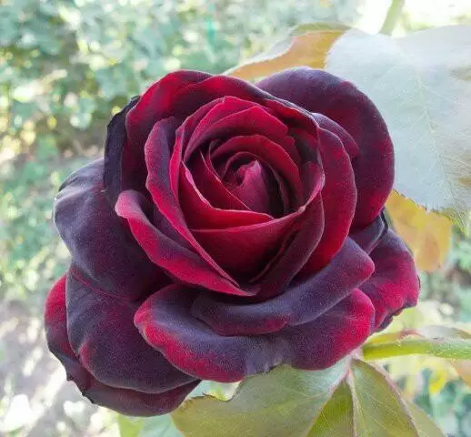 ĐÀN BÀ NGỐC…