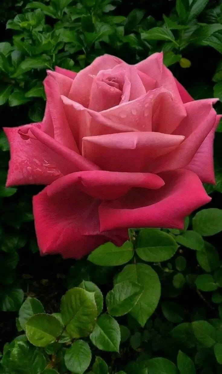 DẪU ĐÃ XA NHAU