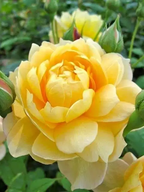 HÃY CỐ MÀ QUÊN