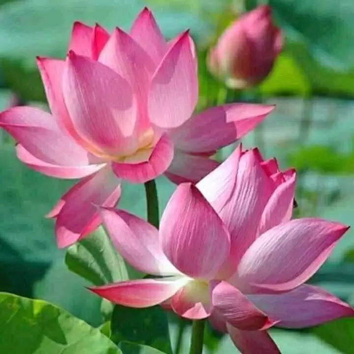 HỢP – TAN