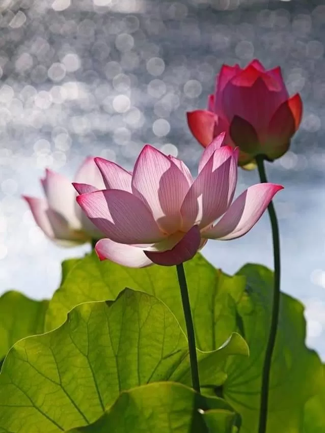 NẾU ĐƯỢC