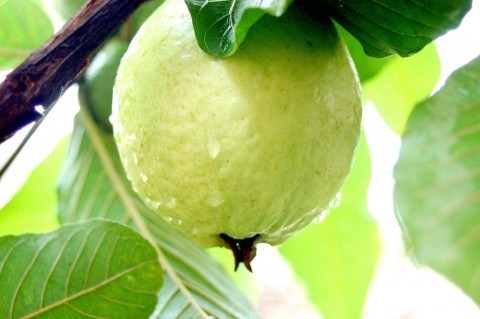Nhớ Mùa Ổi Chín