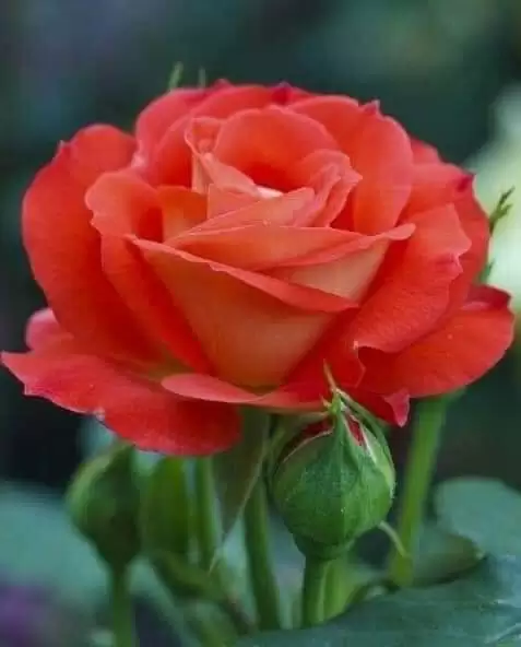 NHỮNG NGÀY CŨ KHÔNG QUÊN