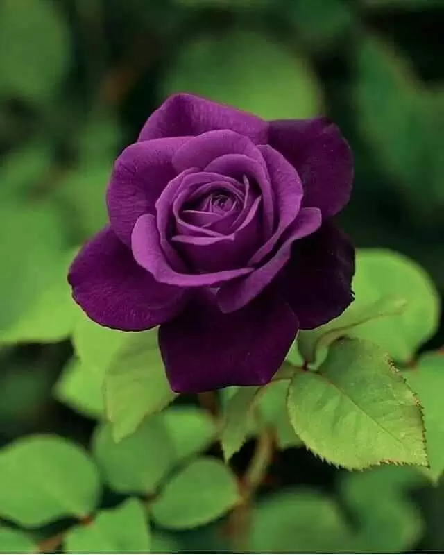 NÓI HỘ TÌNH YÊU