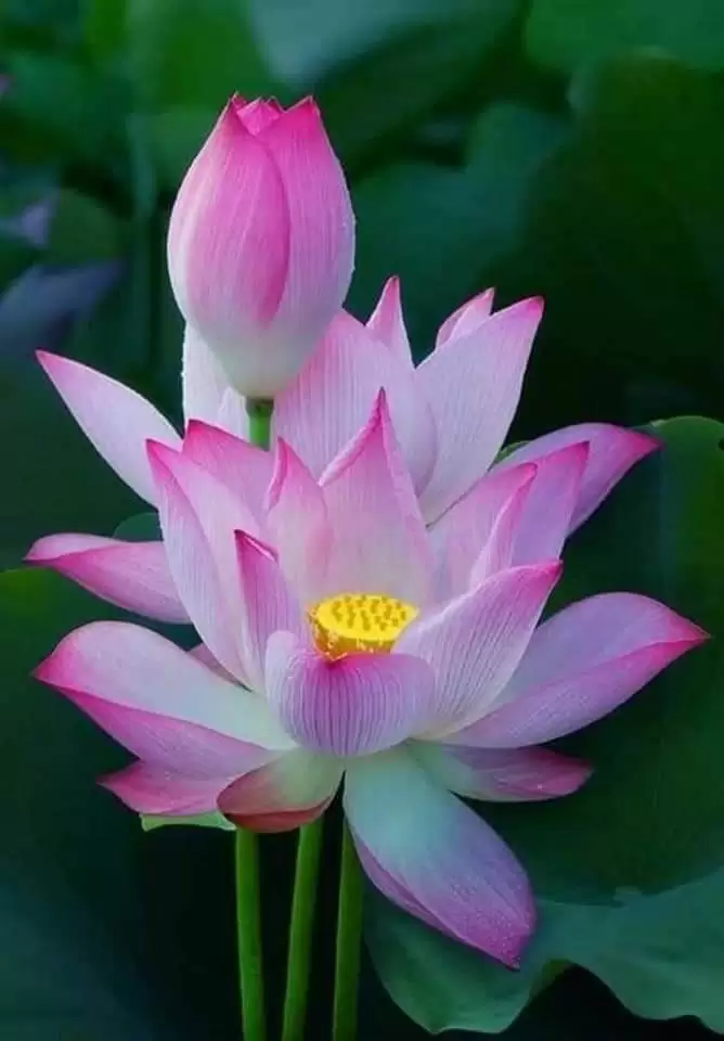 PHỤ NỮ LÀ ĐỂ YÊU THƯƠNG.