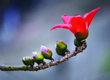 Sỏi Đá Không Vô Tình