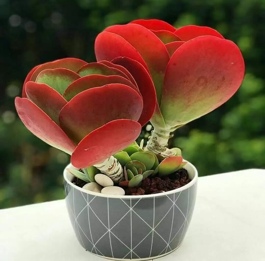 TIẾNG TƠ LÒNG