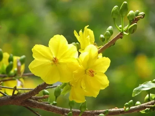 Tôi Đi Giữa Mùa Xuân!