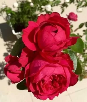 TRẢ ANH VỀ…