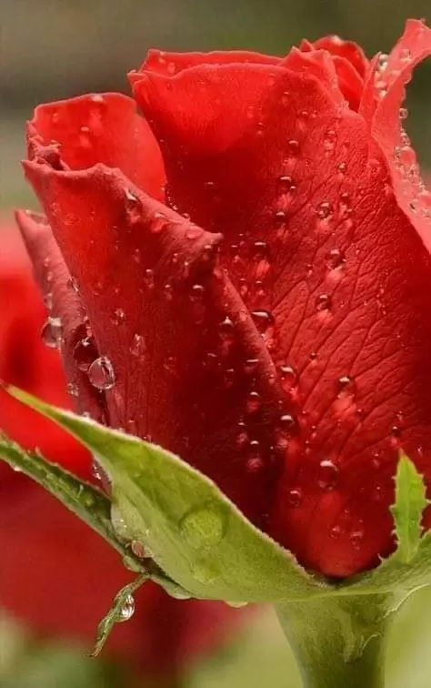 VẪN THẦM GỌI TÊN