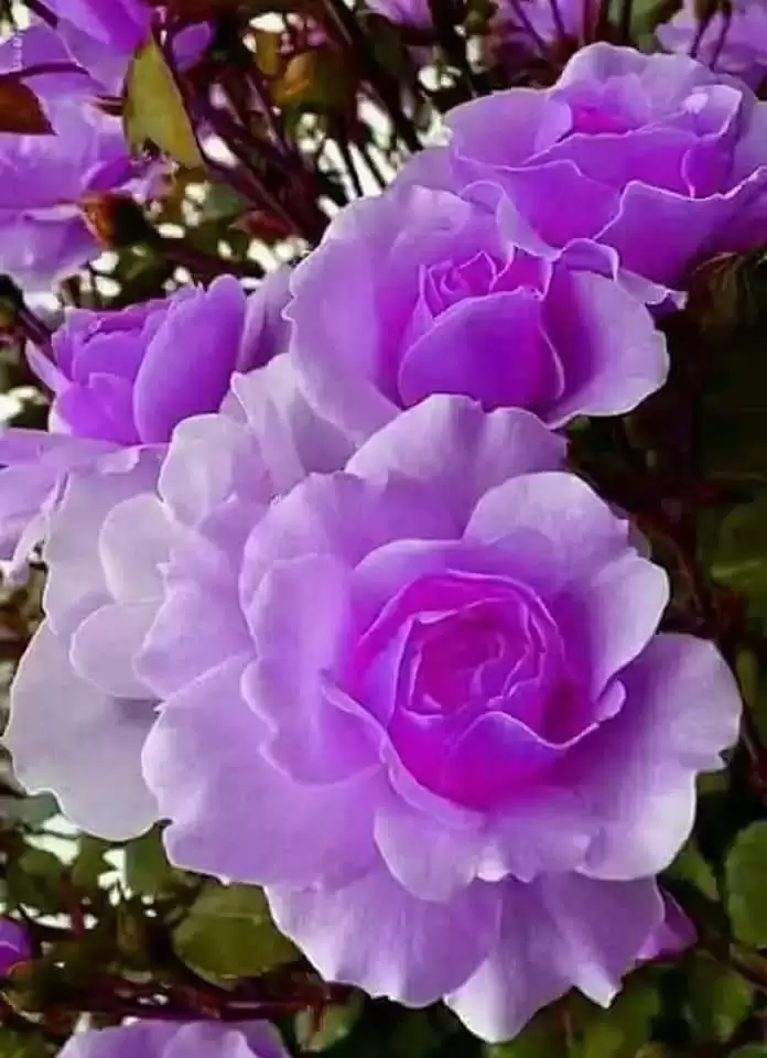 YÊU TRONG IM LẶNG